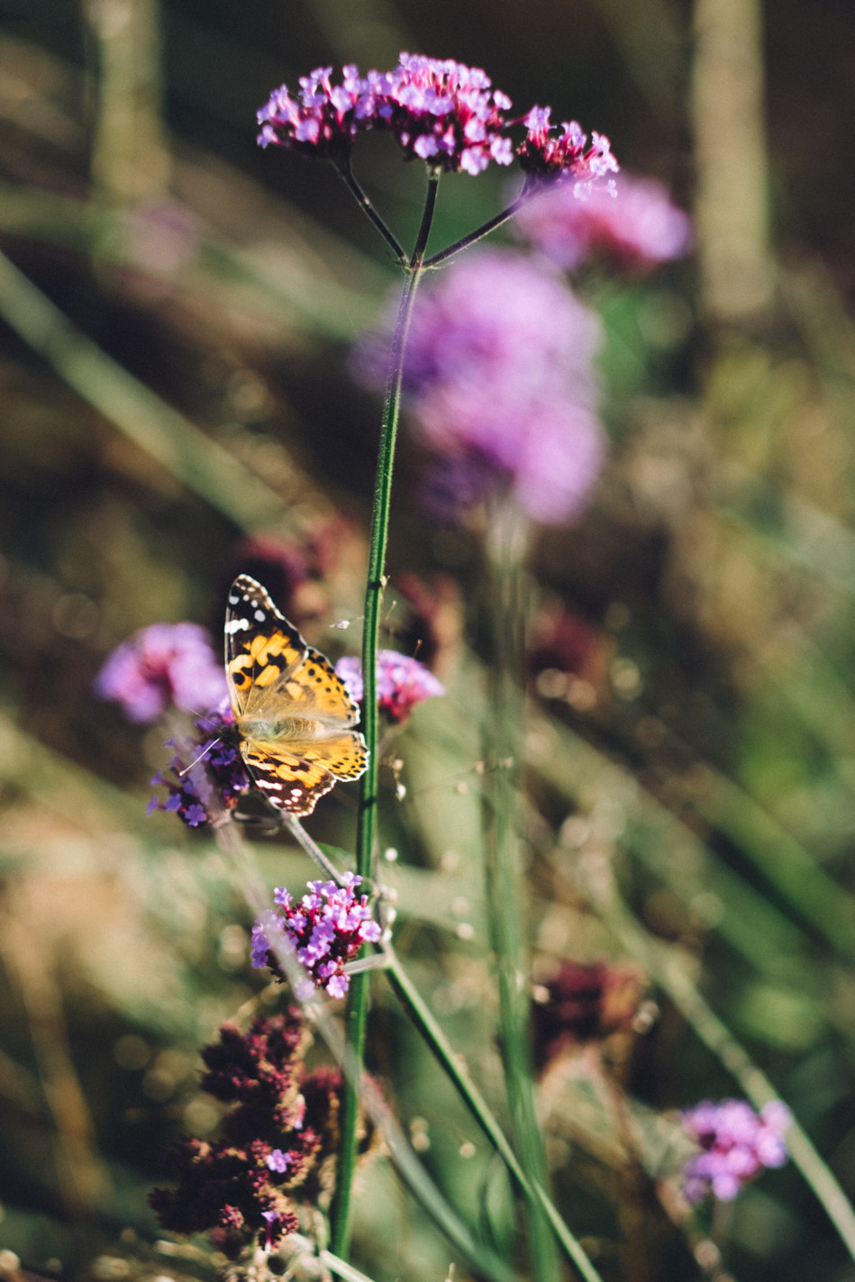 www.floriansiedl.de