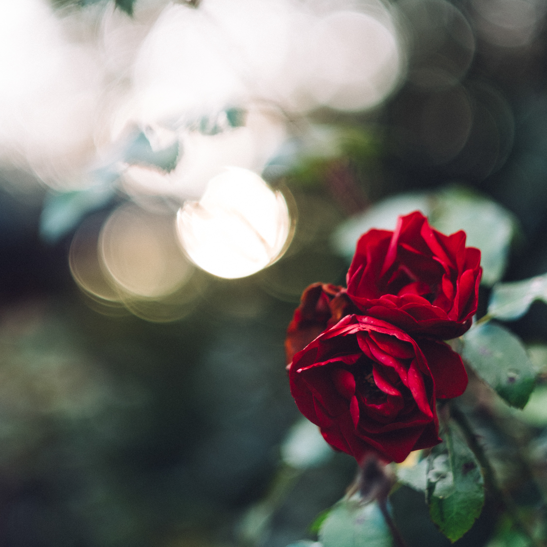 fotoreportage-wala-edelrose-badboll-01