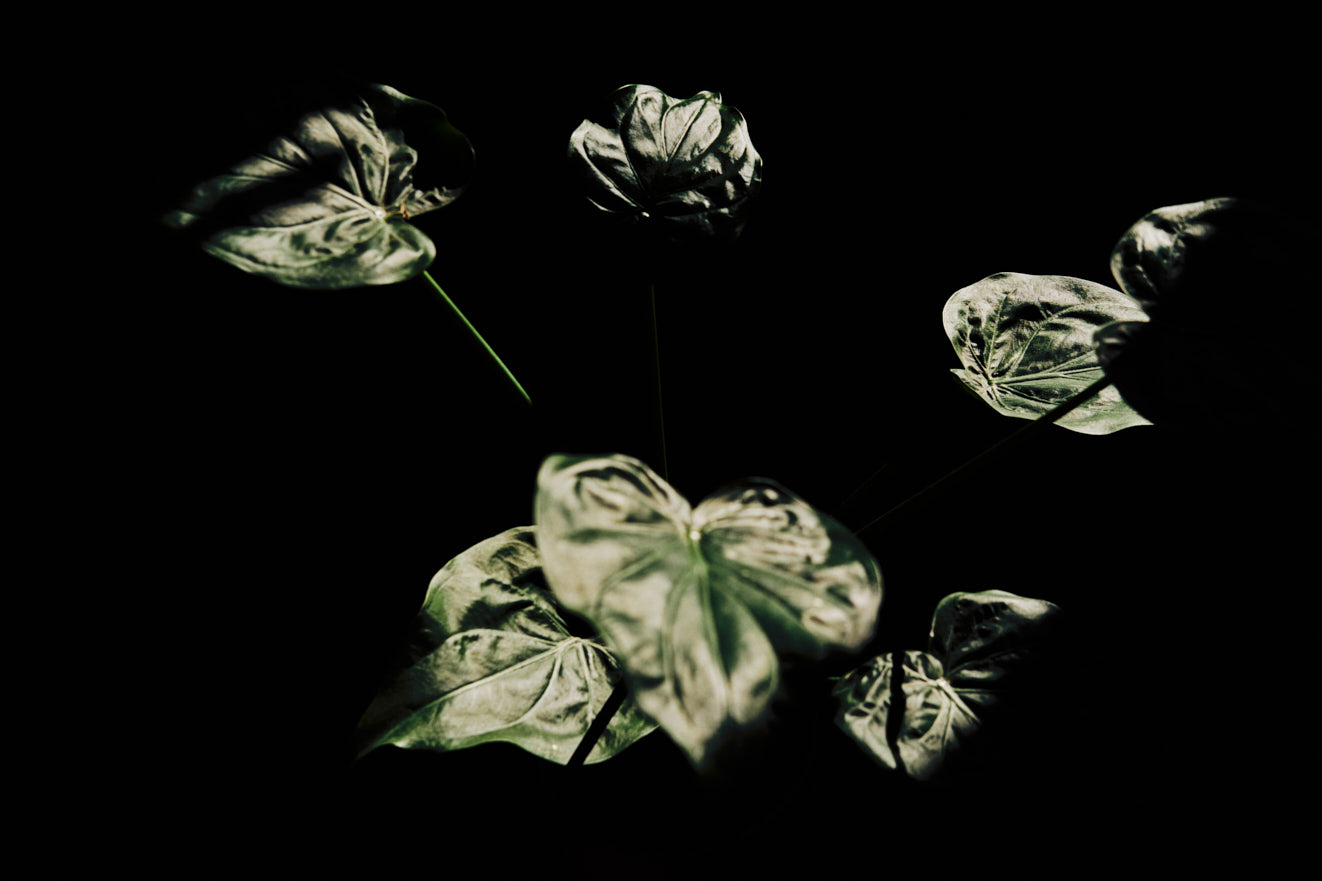 www.floriansiedl.de