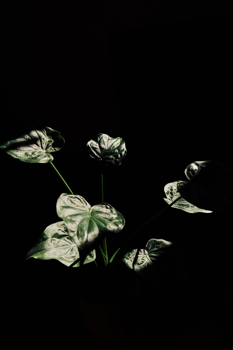 www.floriansiedl.de
