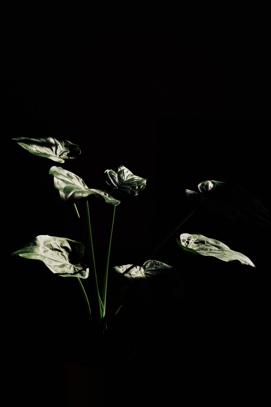 www.floriansiedl.de