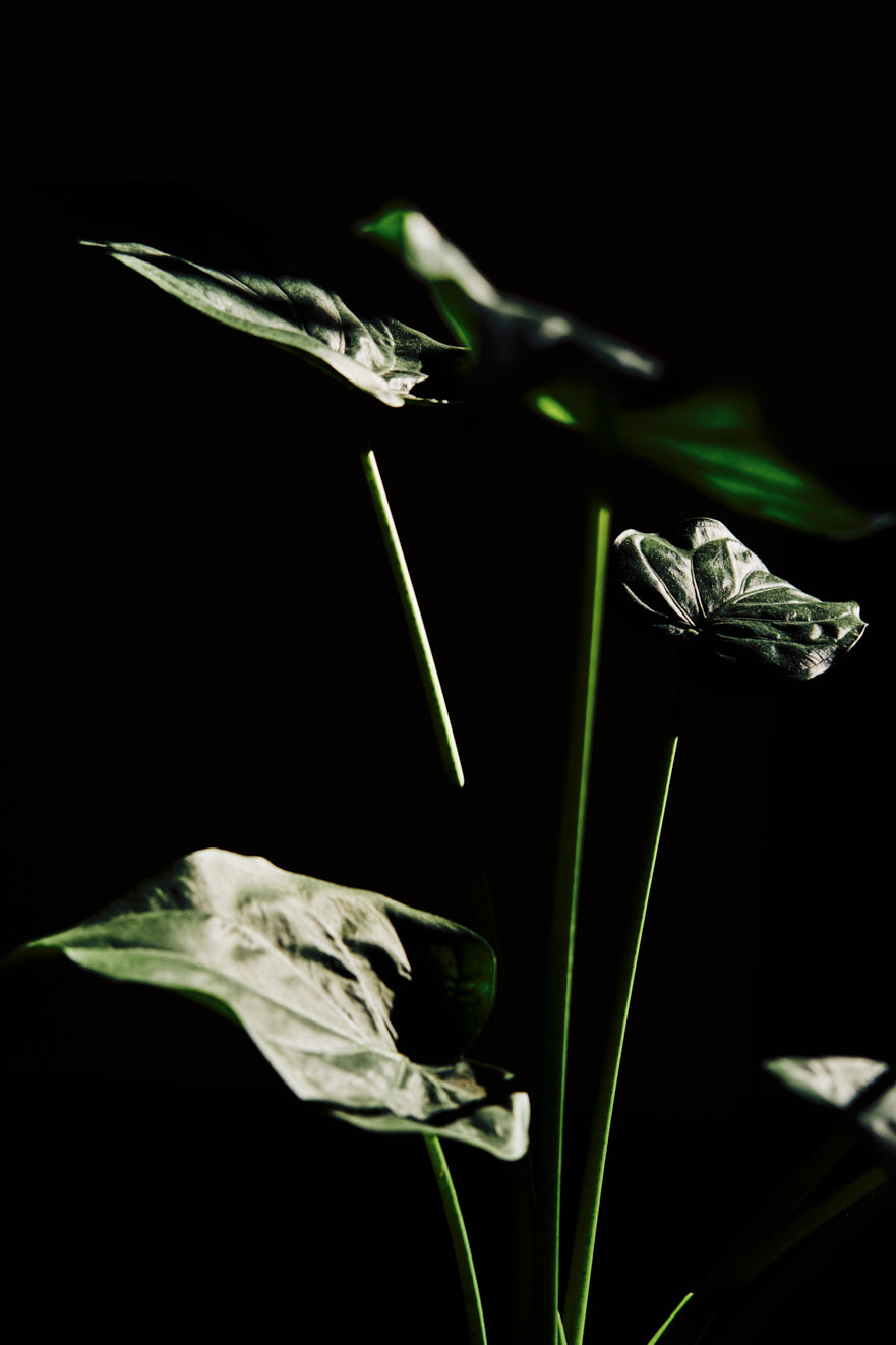 www.floriansiedl.de