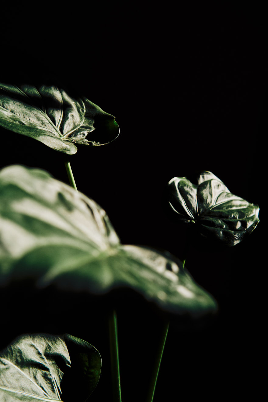 plantbased | frei