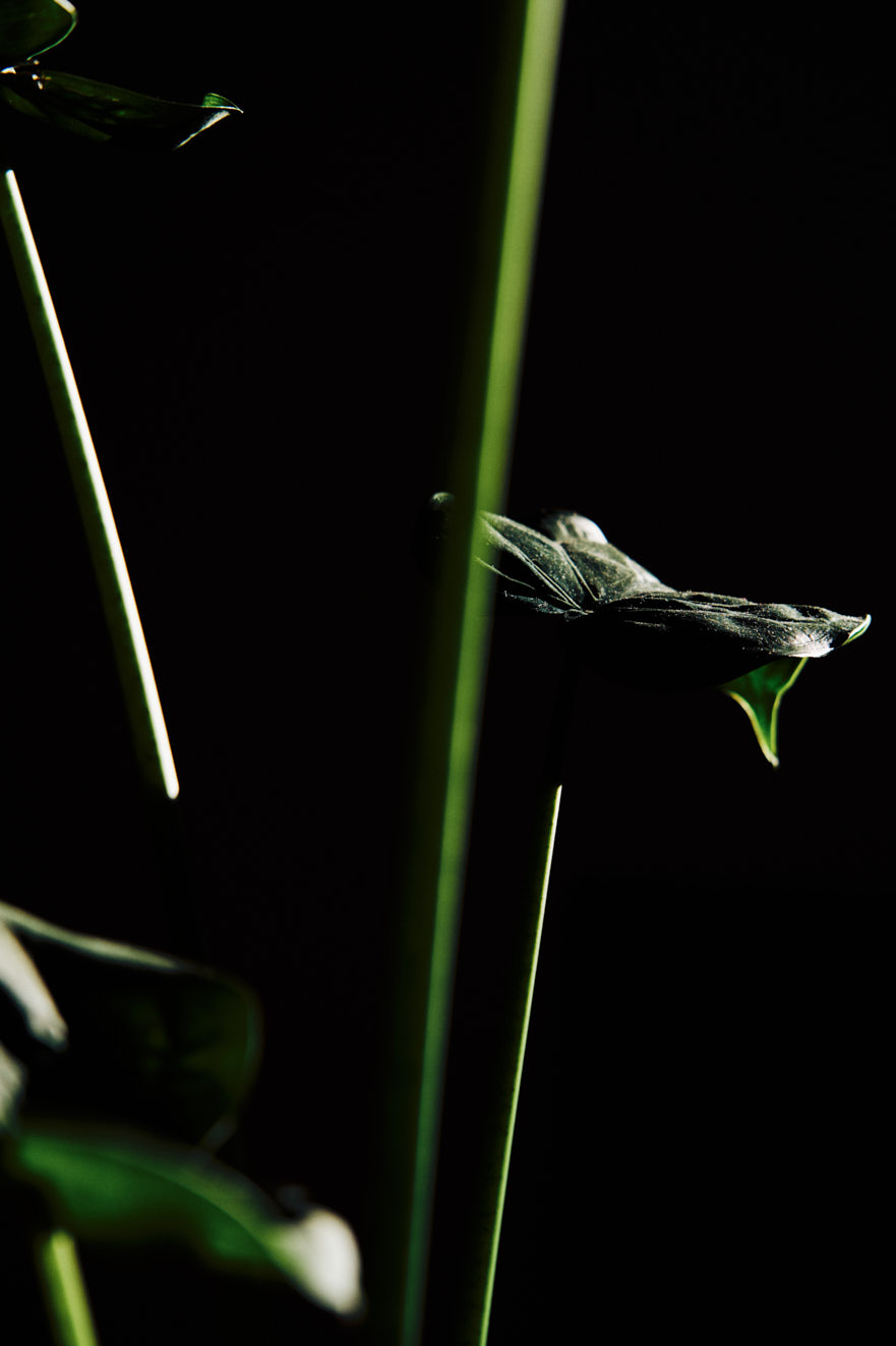www.floriansiedl.de