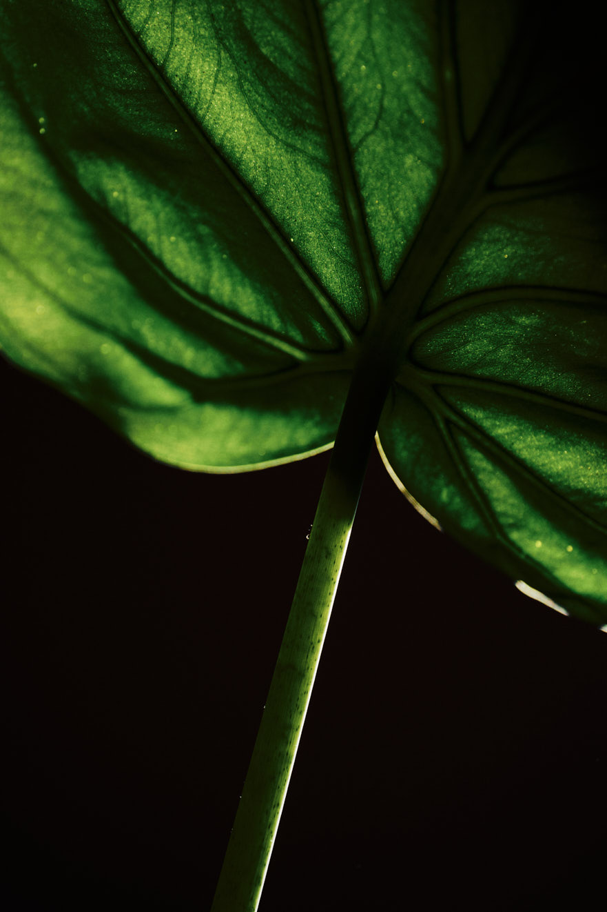www.floriansiedl.de