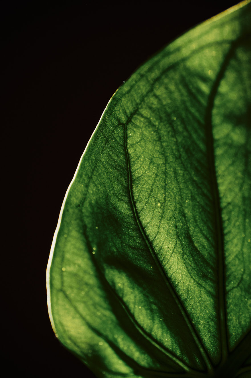 www.floriansiedl.de